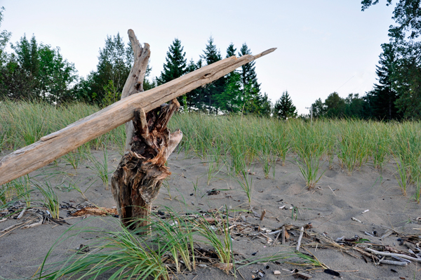 washed up wood on Lake Superior
